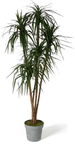 dracaena-maginata-in-zinc.jpg